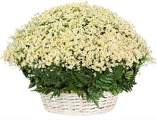 Цветочная композиция из Ромашки в корзине #REPLACE_PRED# Монетный